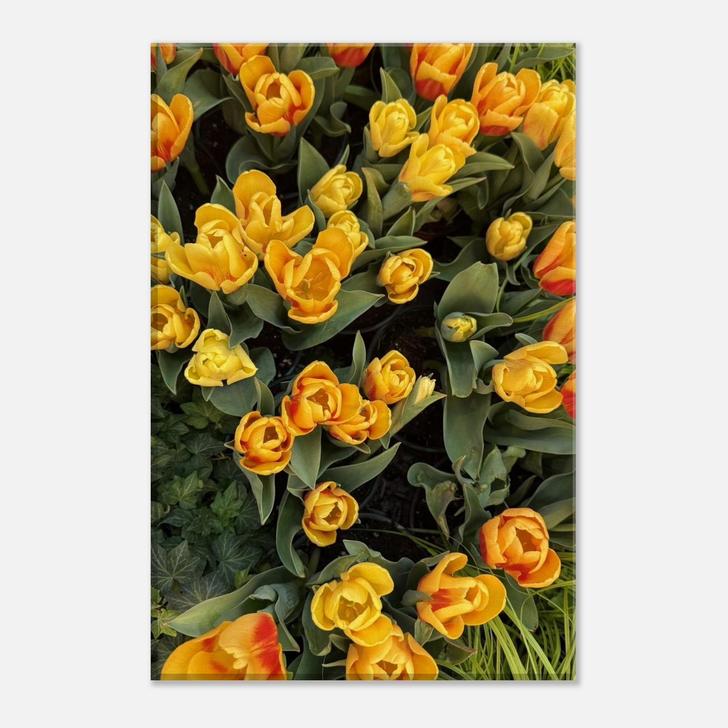 68423c34-ade6-43e4-ad24-aa2956257a21