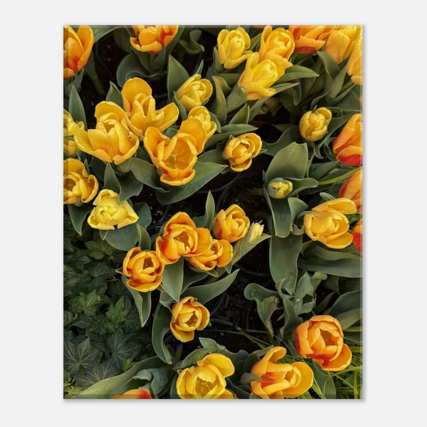 7731acc1-b509-4d37-86f5-c4f69b66e034