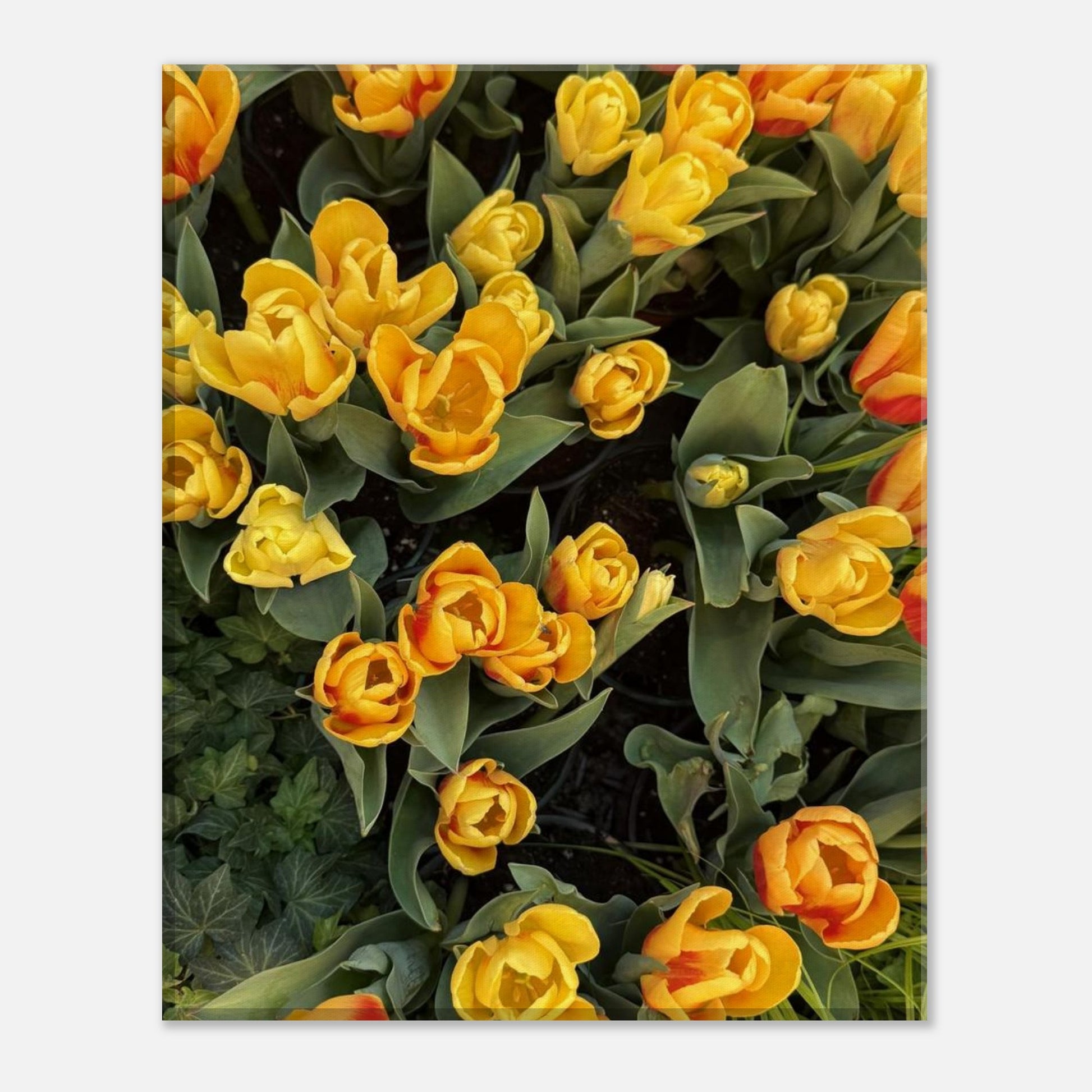 7731acc1-b509-4d37-86f5-c4f69b66e034