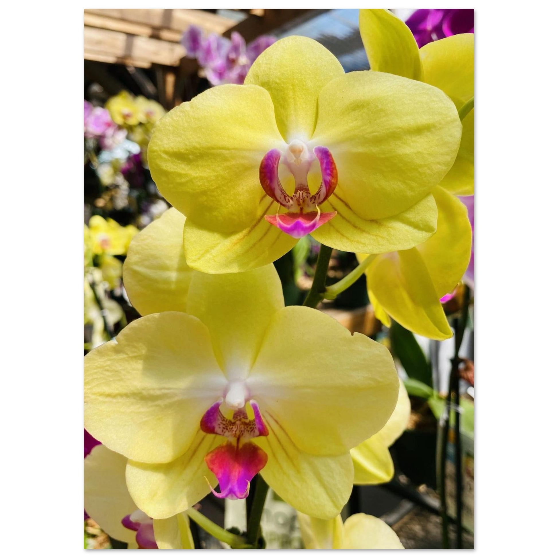 989ed5f5-1667-4fa4-b265-8652af6dca34