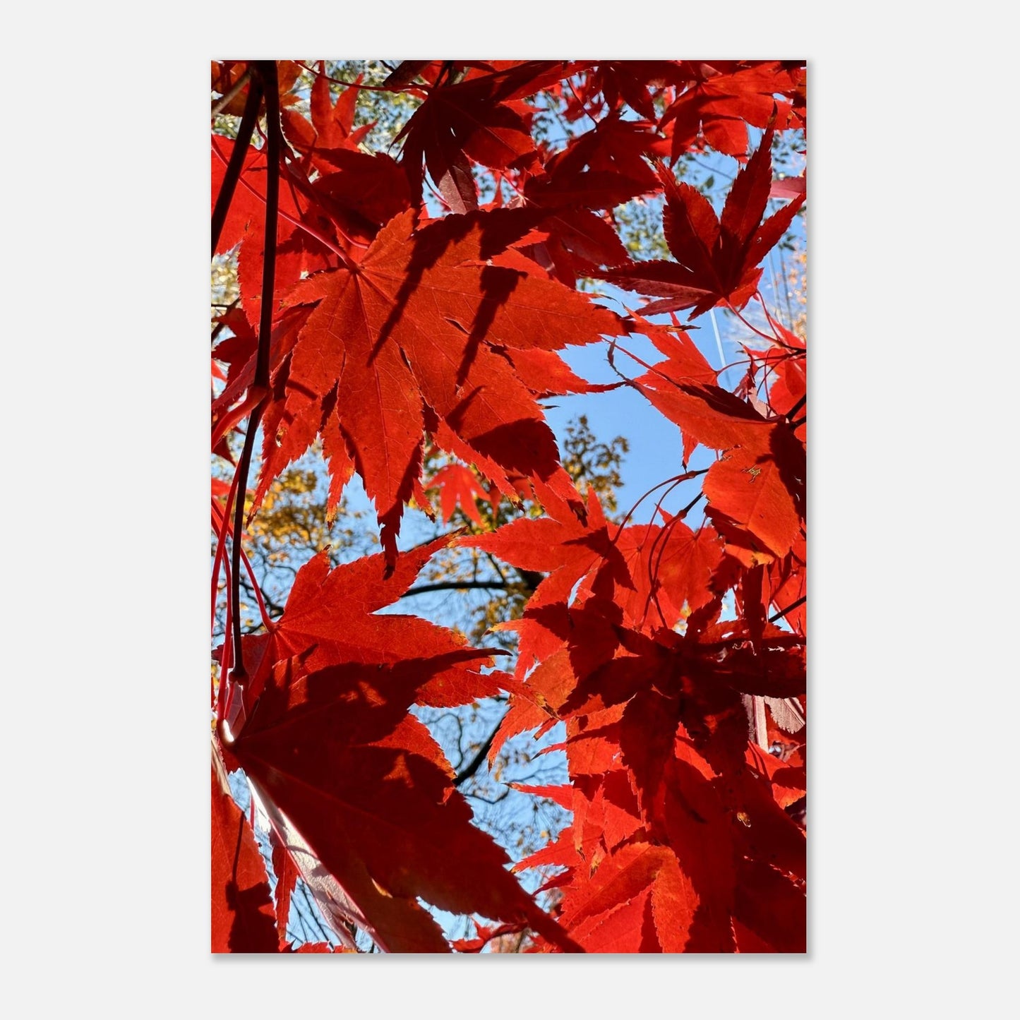 b4c33ae0-57b0-46eb-9d74-ed832e563505
